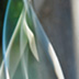 Pole Blur #1