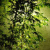 Green Bamboo