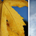 Leaf-No Leaf