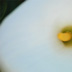 Lily Soft