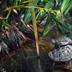 Turtle, Turtle, Turtle
