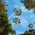 Palm Rising