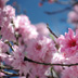 Cherry Blossom
