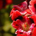 May Flowers