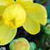Yellow Heads