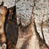 Mammoth Glare