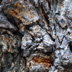 Lion's Bark