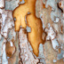 Bark, 3-Ways