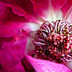 Center Rose