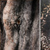 Elephant Tree
