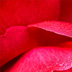 Dew Rose Pedals
