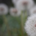Dandilion