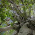 Massive Tree
