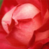 Rose Pedals