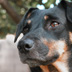 Roxy